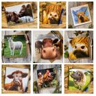 Farmyard Cards and Gifts